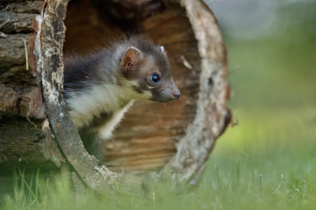 Kuna zniszczyła dach – co zrobić przed zgłoszeniem szkody do ubezpieczyciela?